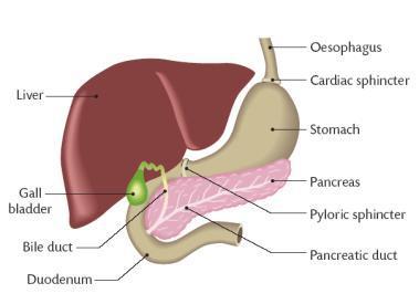 Liver Pancreas And Duodenum Model